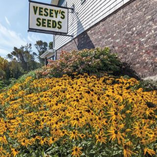 Goldsturm Rudbeckia Thumbnail